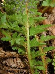 Polystichum cystostegia. Abundant, narrowly ovate, pale brown scales on the rachis, and ovate scales on the stipes.
 Image: L.R. Perrie © Leon Perrie CC BY-NC 3.0 NZ